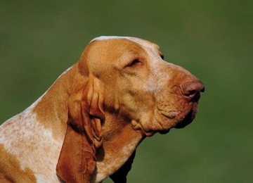 BRACCO ITALIANO