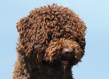 LAGOTTO ROMAGNOLO