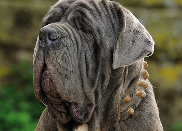 MASTINO NAPOLETANO