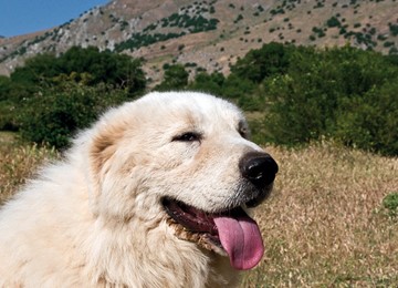 CANE DA PASTORE MAREMMANO ABRUZZESE