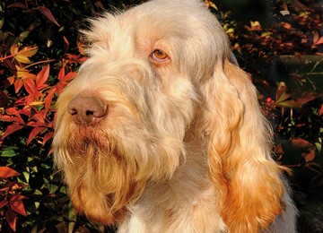 SPINONE ITALIANO