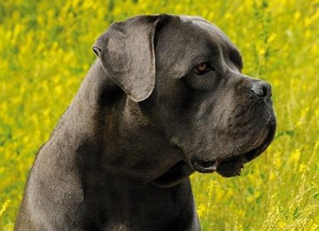 CANE CORSO