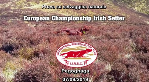 Pegognaga - campionato europeo setter irlandese 2019