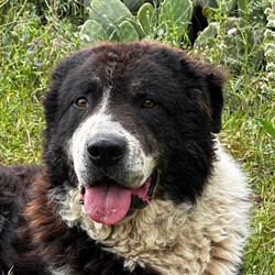 MASTINO SICILIANO/CANE DI MANNARA