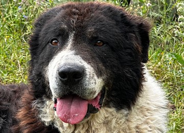 MASTINO SICILIANO/CANE DI MANNARA