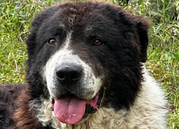 MASTINO SICILIANO/CANE DI MANNARA